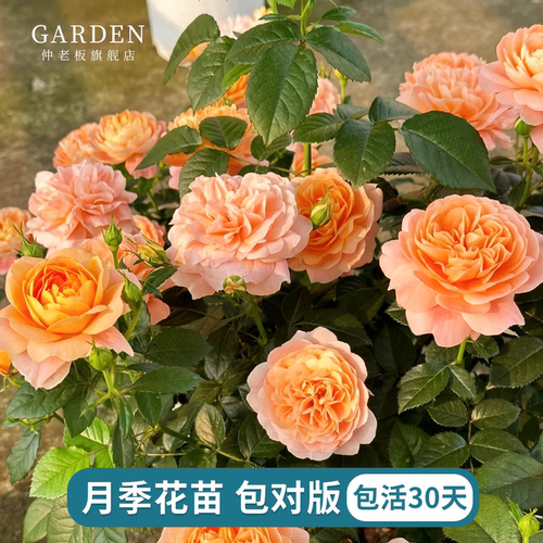 月季花苗四季花卉果汁阳台盆栽