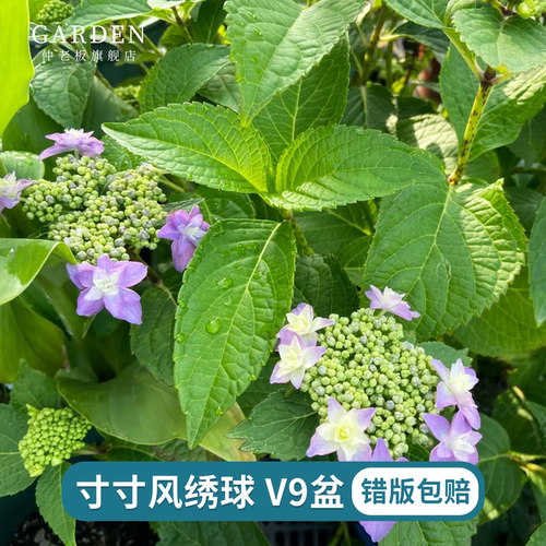 寸寸风平顶大花绣球耐阴庭院室外