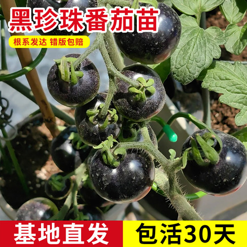 黑珍珠西红柿秧苗四季丰产阳台