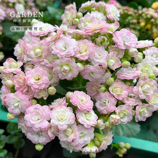 浪漫樱花长寿花盆栽重瓣花苗耐养型带花苞稀有新品 种金狐狸