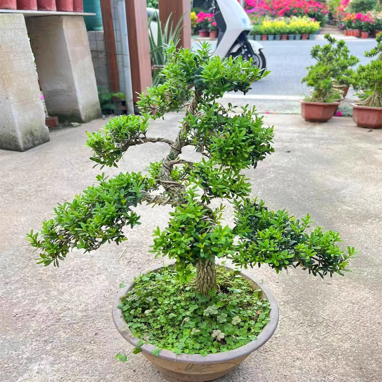 皱皮小叶雀舌黄杨精品老桩造型