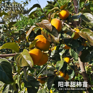 阳丰甜柿苗日本巧克力脆甜柿子苗无核脆柿子苗懒柿子苗水果柿子苗