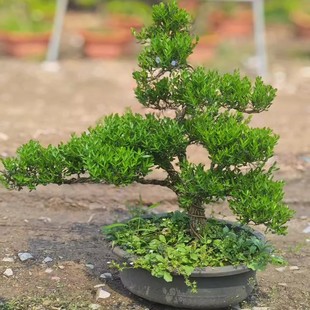 小叶雀舌黄杨盆景树桩黄杨盆栽 名贵老桩树苗 皱皮室内造型熟桩