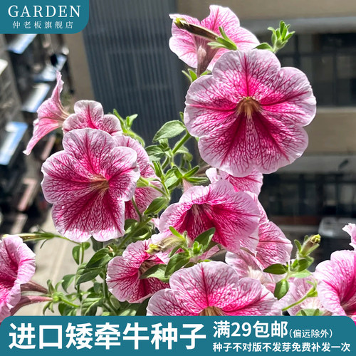进口大花矮牵牛种子四季花卉花籽