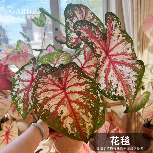 彩叶芋盆栽大球观叶植物好养活