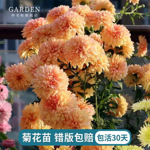 进口雏菊花苗宿根植物花苗切花菊