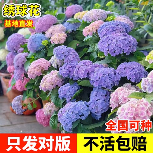 绣球花苗盆栽花卉植物室内好养