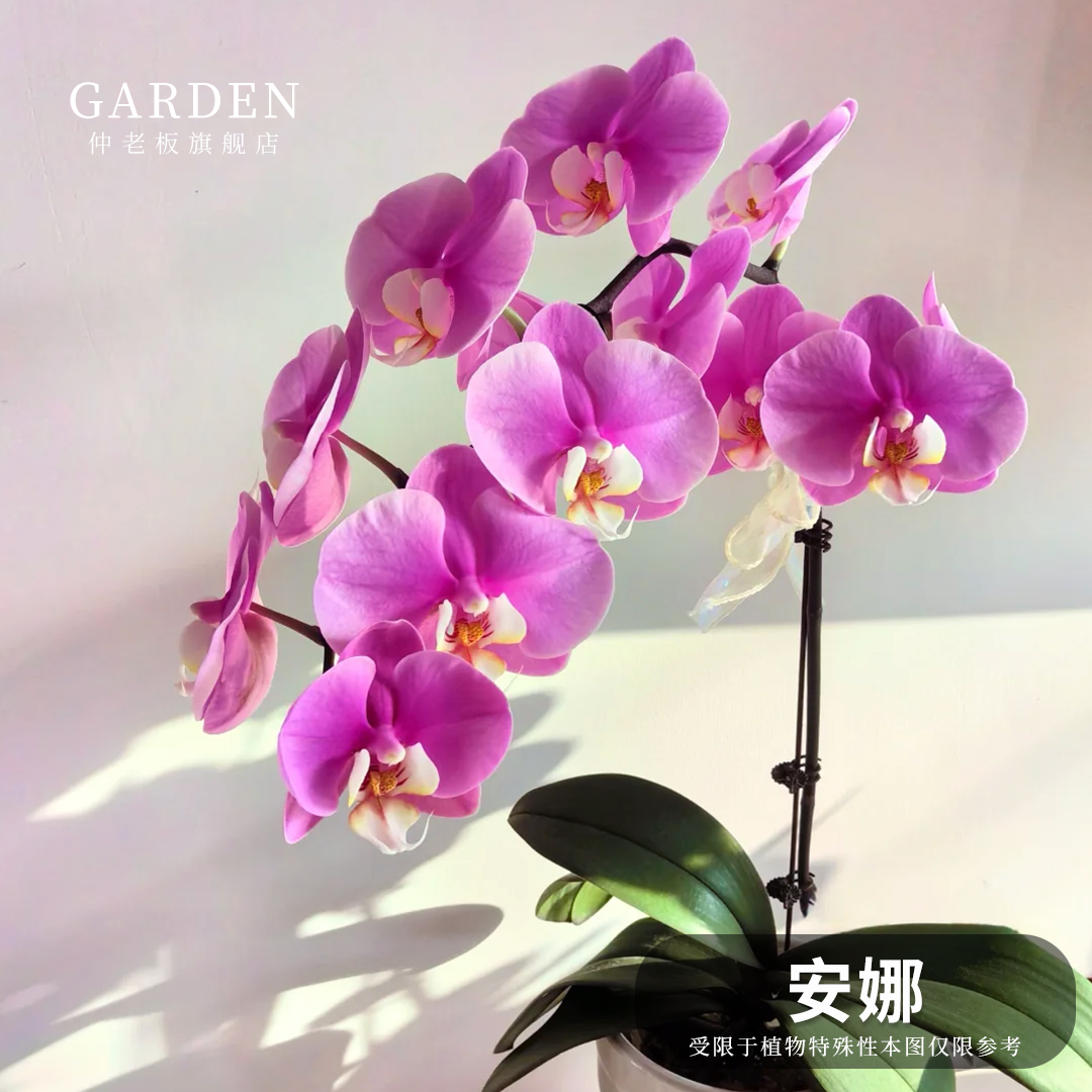 安娜蝴蝶兰花苗带花剑带花苞盆栽年宵花大苗客厅室内植物花卉好养