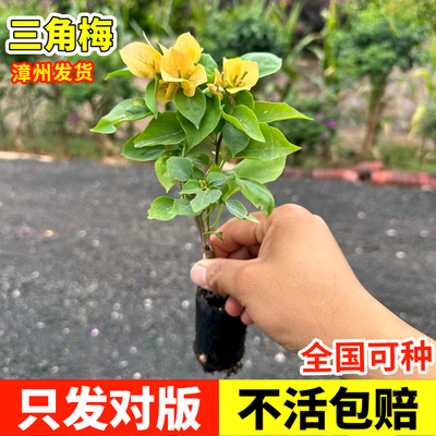 三角梅带花大苗盆栽四季勤花卉