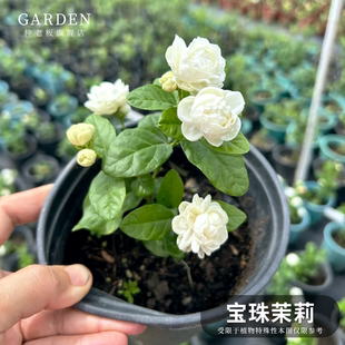 宝珠茉莉花苗圆叶白茉莉耐高温暴晒超重瓣宝珠小荷花盆栽阳台庭院