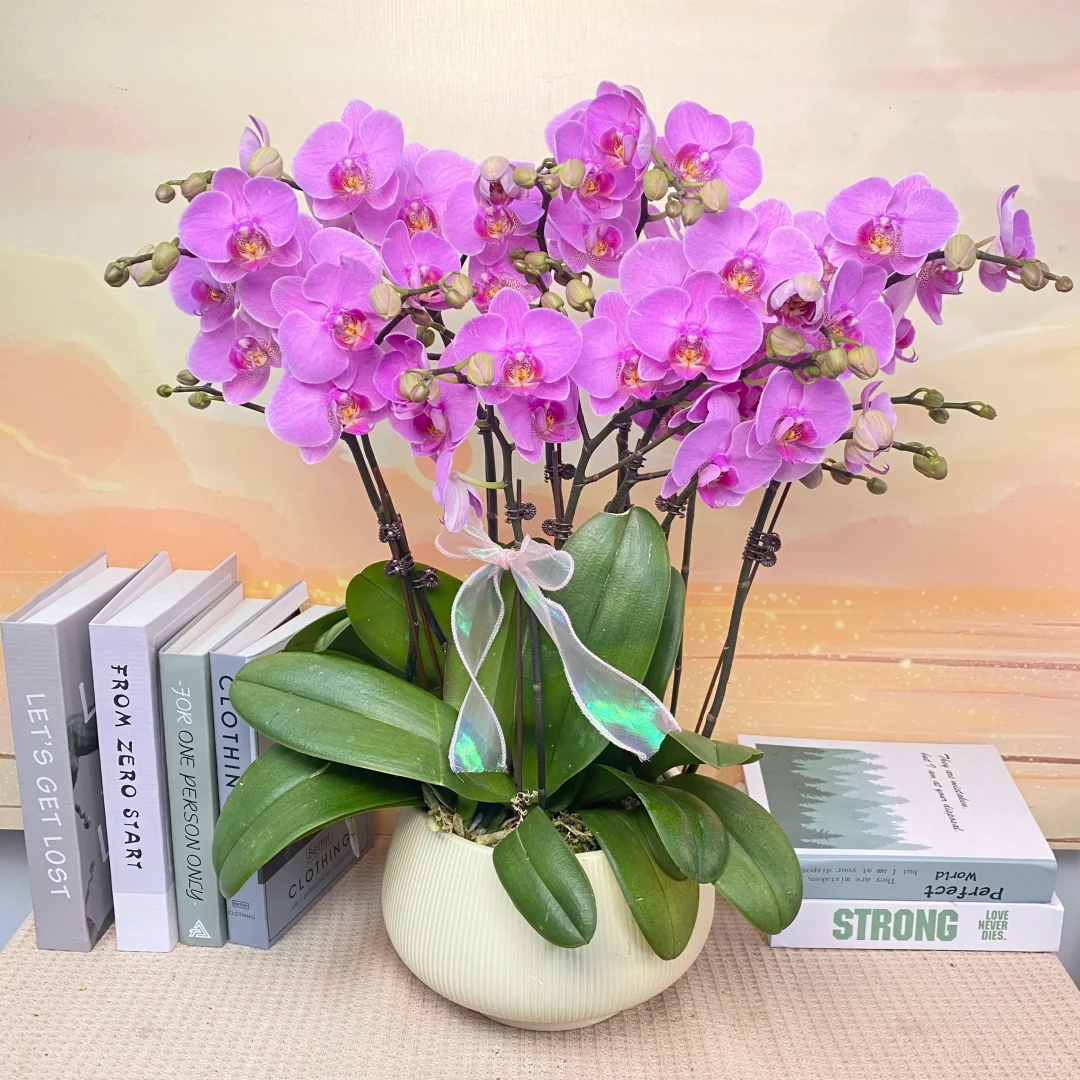 明日之星蝴蝶兰花苗带花剑带花苞盆栽大苗花卉客厅年宵花四季好养