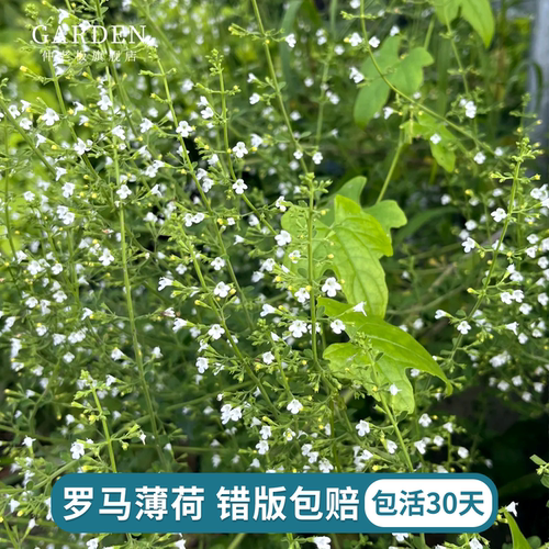 罗马薄荷苹果薄荷留兰香花境盆栽