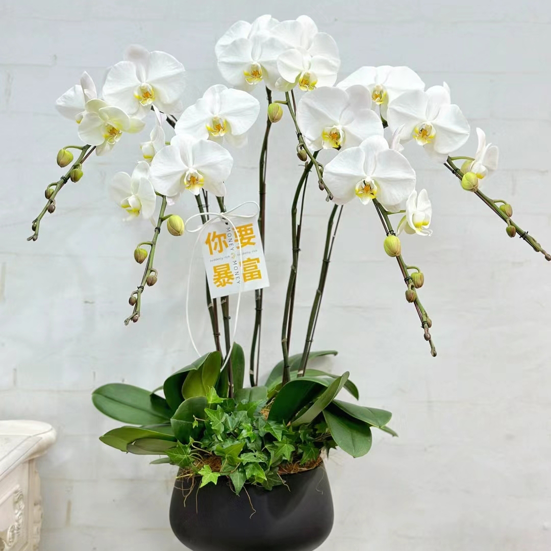 V3大白蝴蝶兰花苗带花剑年宵花卉