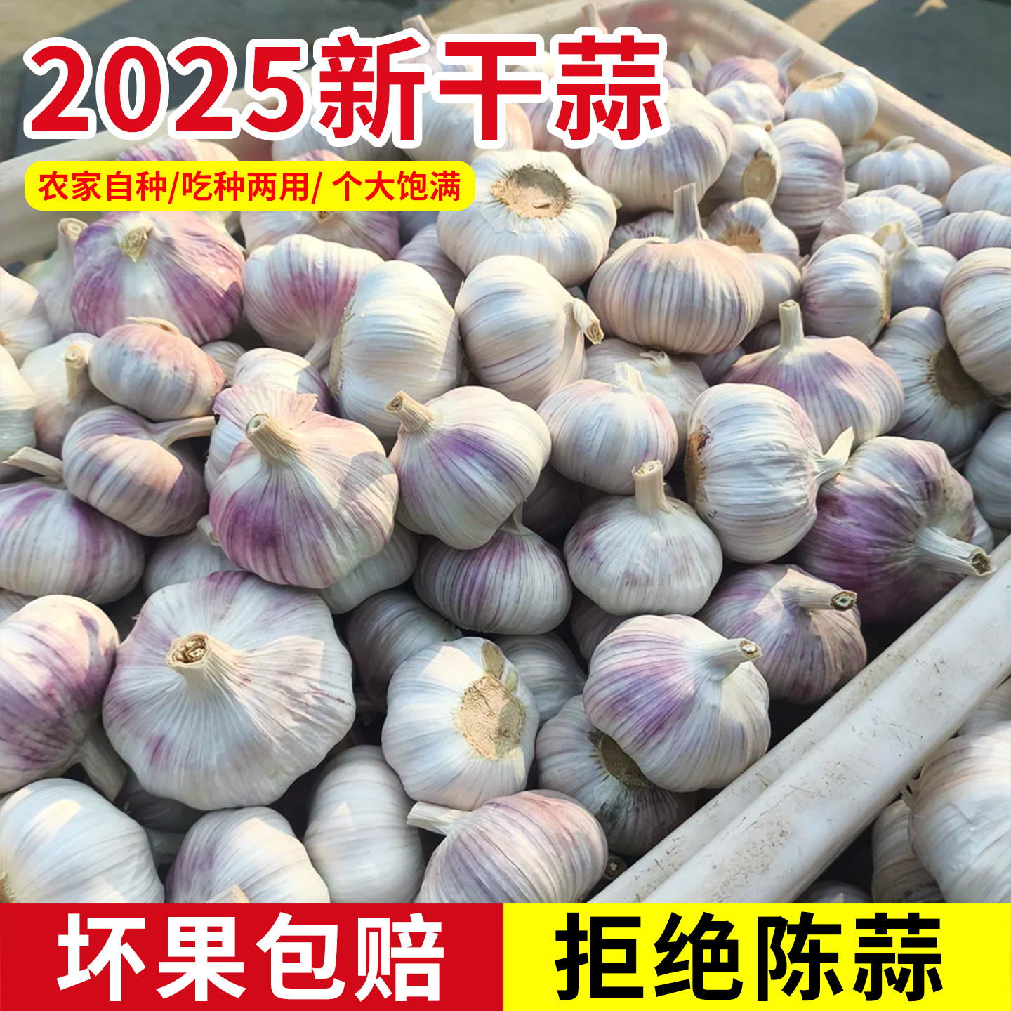 河南农家新干蒜干大蒜蒜苗蒜苔紫白皮土蒜种新鲜蔬菜大蒜种子秧苗,鲜花速递/花卉仿真/绿植园艺,绿植,淘宝优惠券,粉丝福利购,淘宝优惠卷