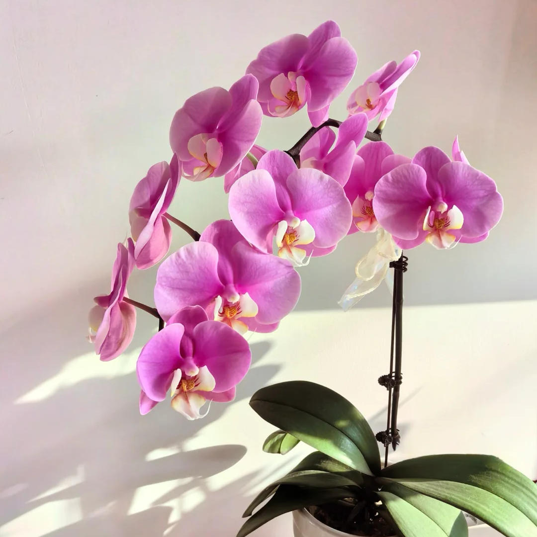 安娜蝴蝶兰花苗带花剑带花苞盆栽年宵花大苗客厅室内植物花卉好养