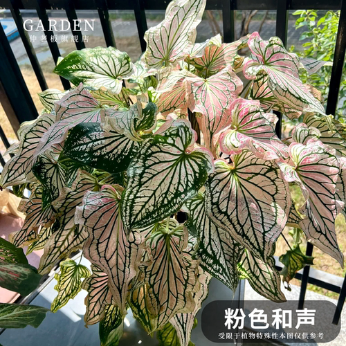 粉色和声彩叶芋网红ins绿植盆栽