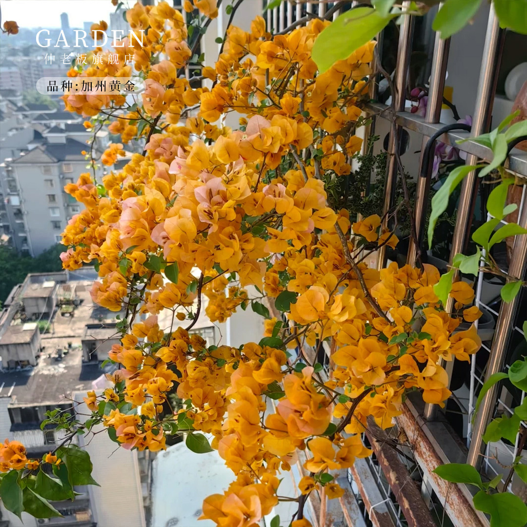加州黄金三角梅盆栽大苗重瓣勤花老桩室内外爬藤植物多季开花好养