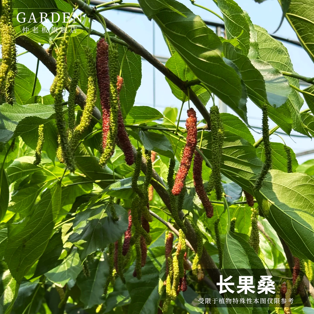 包邮正宗台湾长果桑苗带果嫁接桑葚树苗无籽黑桑果树桑葚盆栽结果