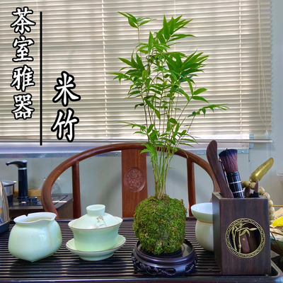 苔藓球植物米竹红观音竹金明竹