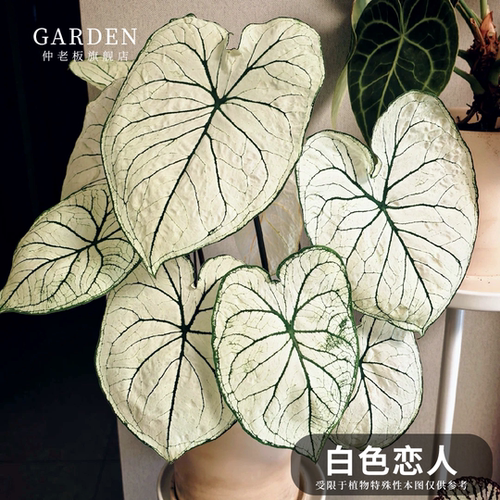白色恋人彩叶芋网红ins绿植盆栽