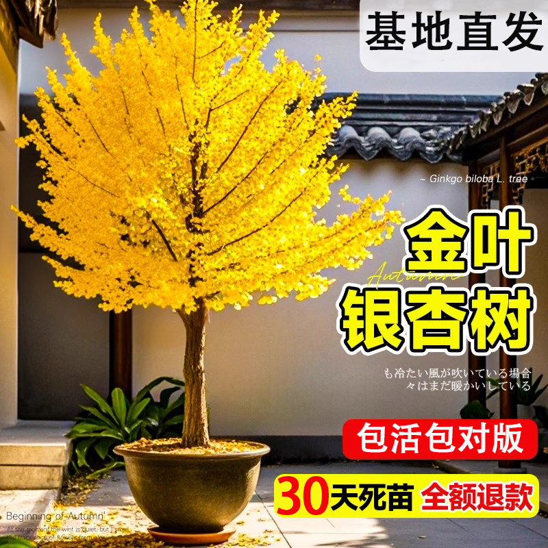 银杏树苗庭院占地绿化苗木