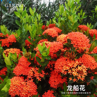 龙船花盆栽带花仙丹花水绣球花苗