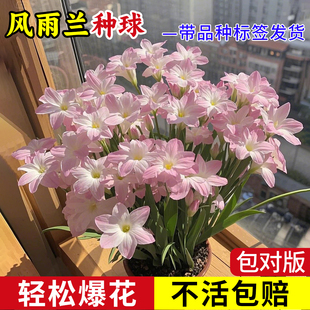 风雨兰种球清香型室内外容易开花单瓣庭院阳台盆栽花卉植物好养活