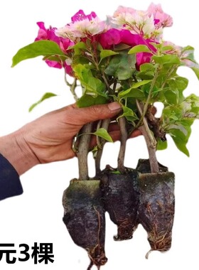 多色三角梅盆栽苗爬藤庭院三角梅花四季勤花老桩苗大苗直发新品种