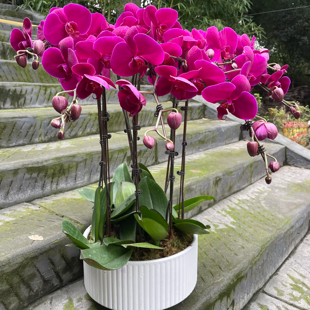 火山玫瑰蝴蝶兰花苗带花剑带花苞盆栽大苗花卉客厅年宵花四季好养