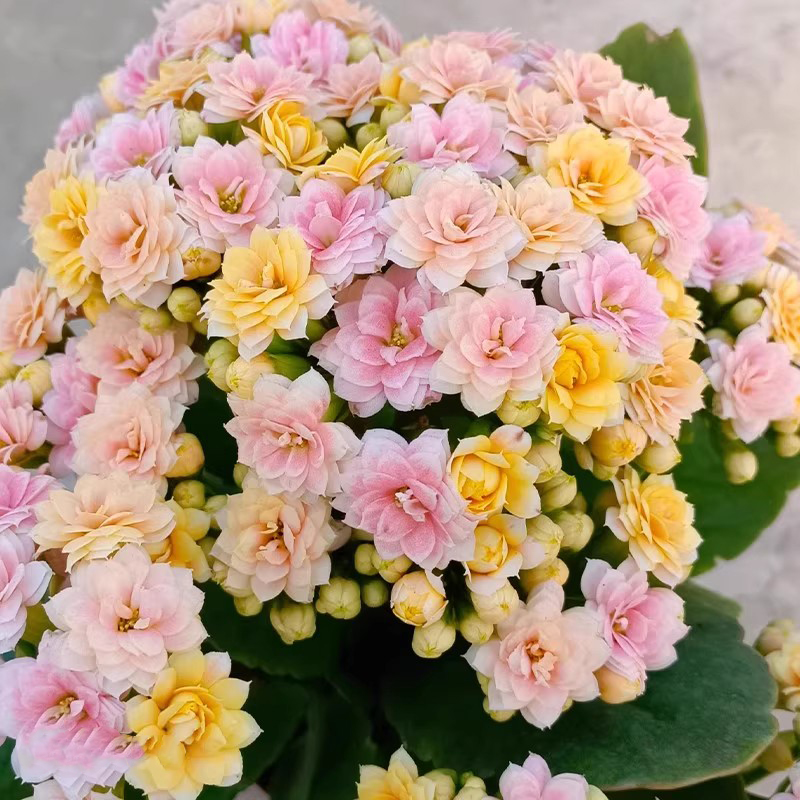 长寿花盆栽四季好养开花重瓣绿植
