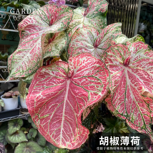 彩叶芋盆栽大球观叶植物好养活