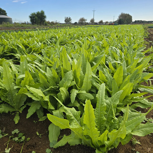 油麦菜种子四季香油麦菜籽青菜
