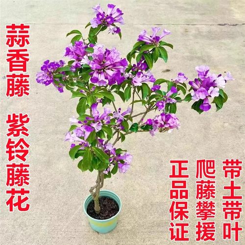 蒜香藤花紫铃藤阳台庭院盆栽