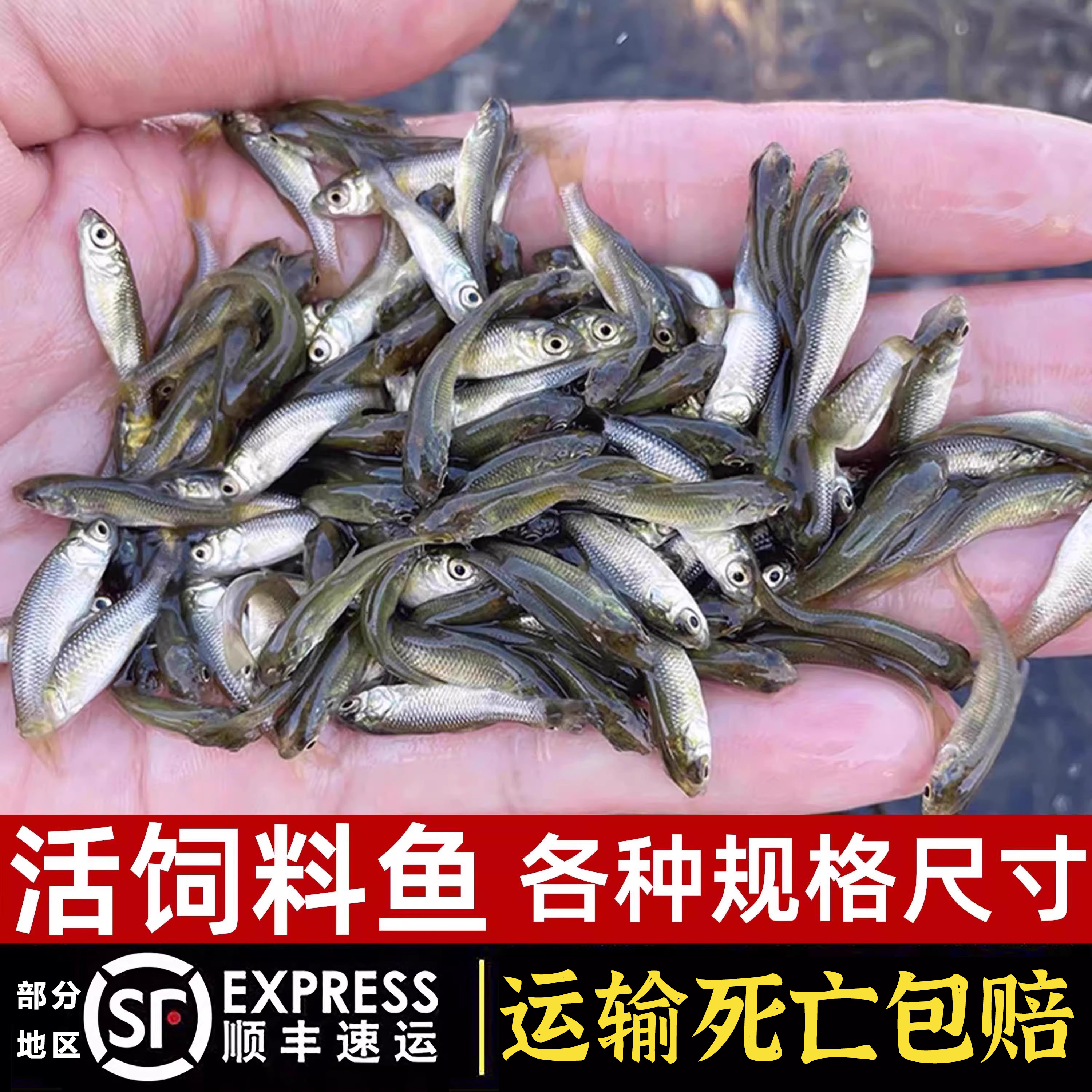 喂乌龟饲料鱼小鱼活体养殖活鱼