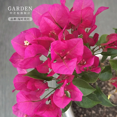 多色三角梅盆栽苗爬藤庭院老桩苗