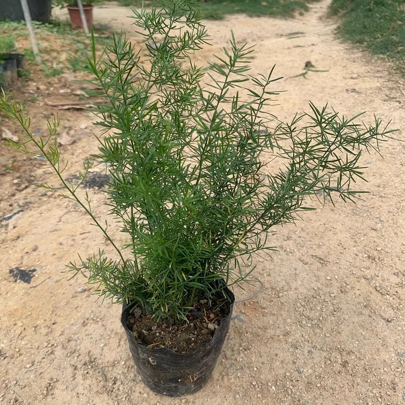 花卉天门冬吊兰武竹丝盆栽苗天冬草四季常青室内耐阴植物庭院绿植