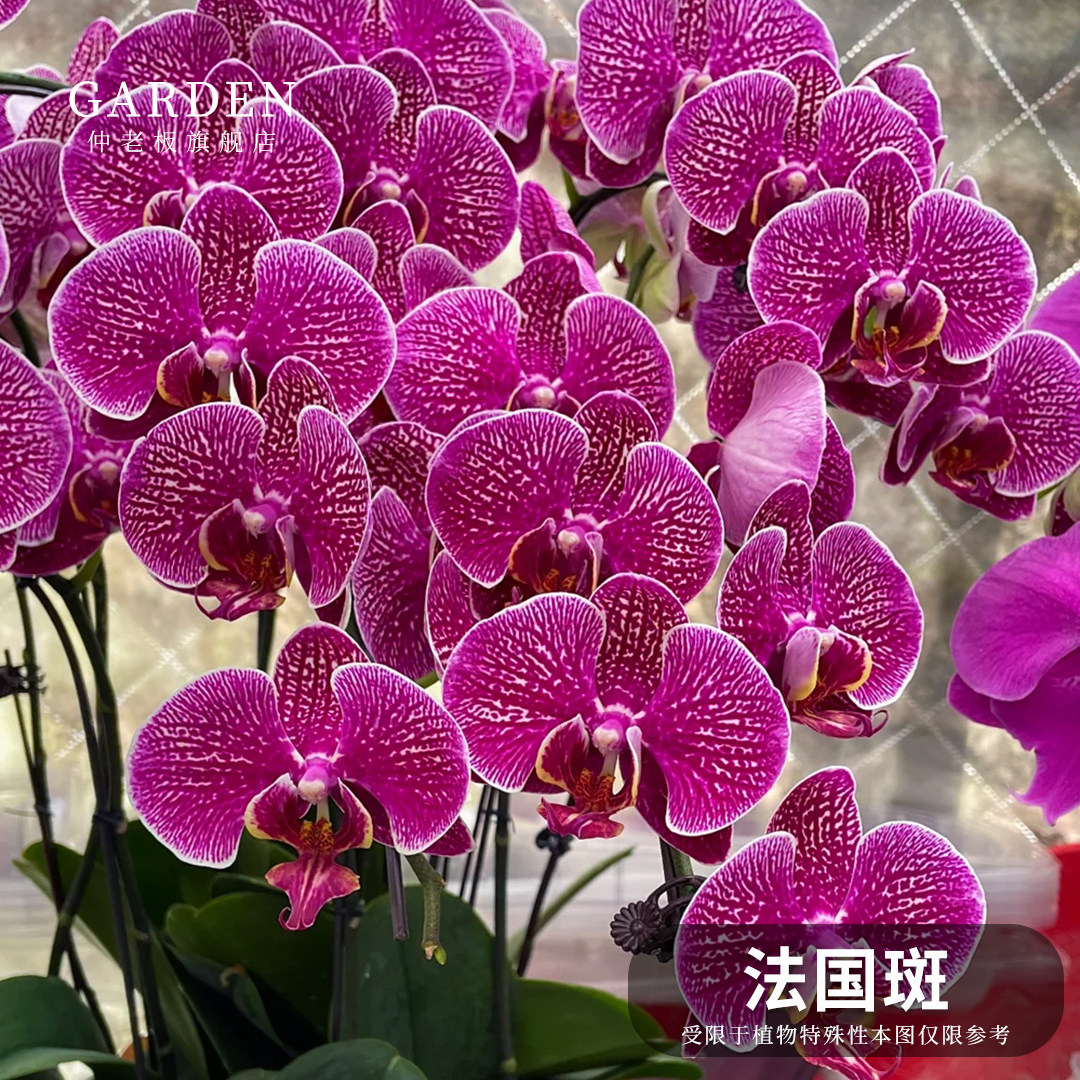 法国斑蝴蝶兰花苗带花剑好养易活