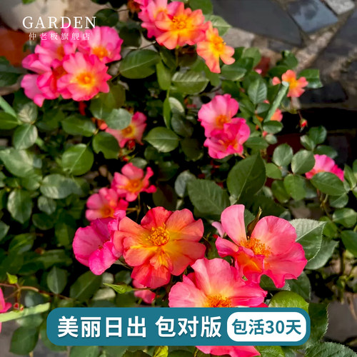 美丽日出月季灌木勤花四季好养