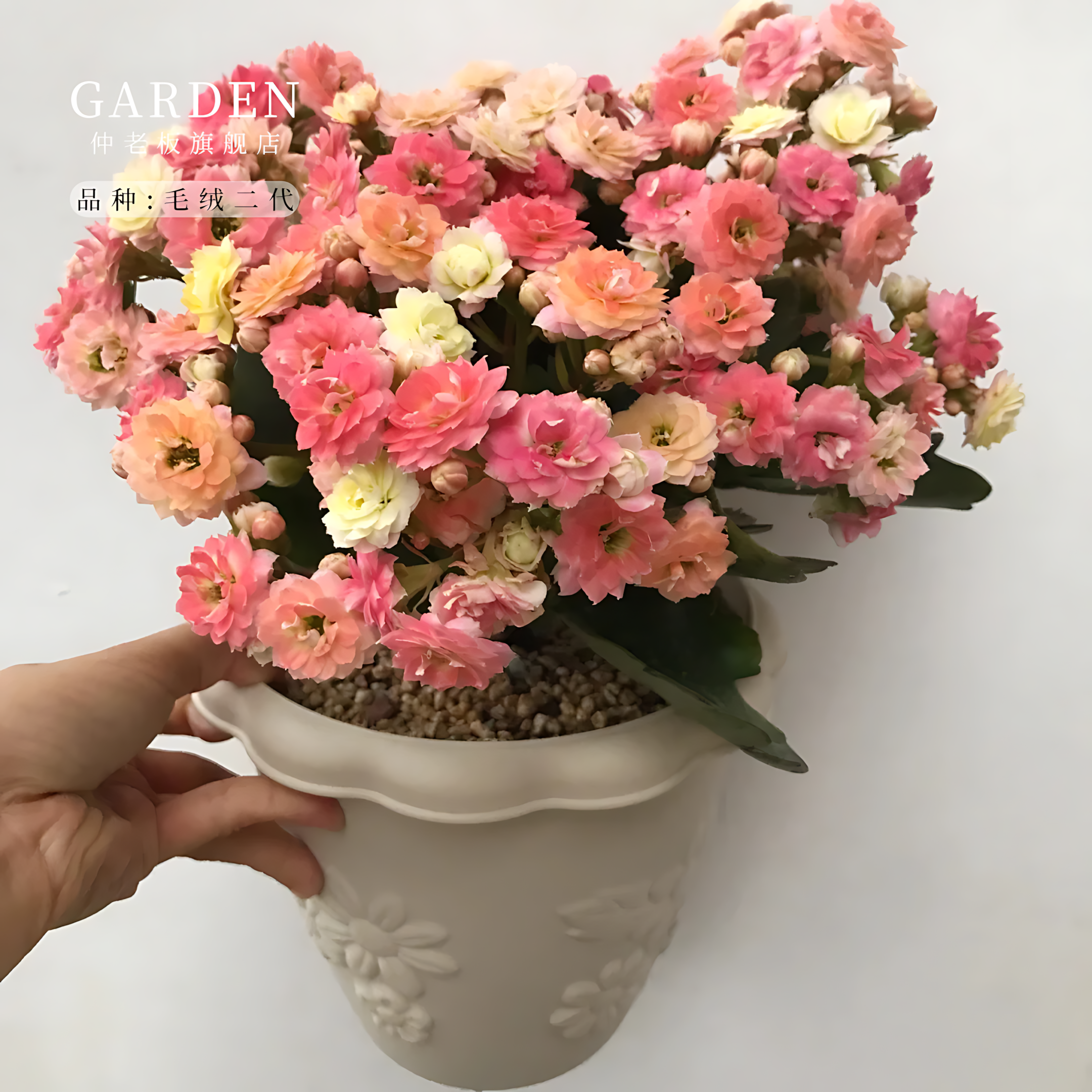 毛绒二代长寿花重瓣大花花苗多季