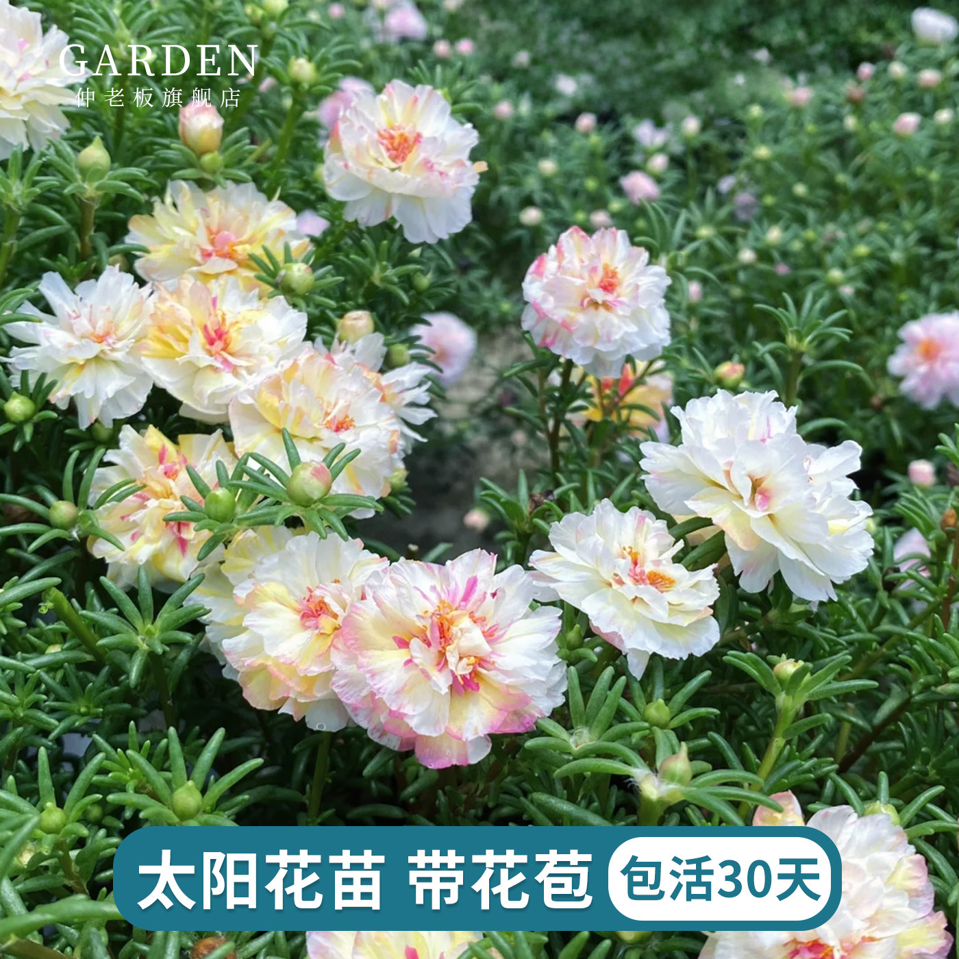 太阳花苗带花苞发货网红重瓣宿根图片