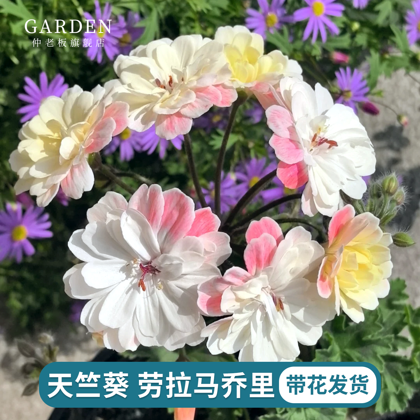 天竺葵盆栽带花发货劳拉马乔里兽系重瓣大花阳台花卉绿植好养易活