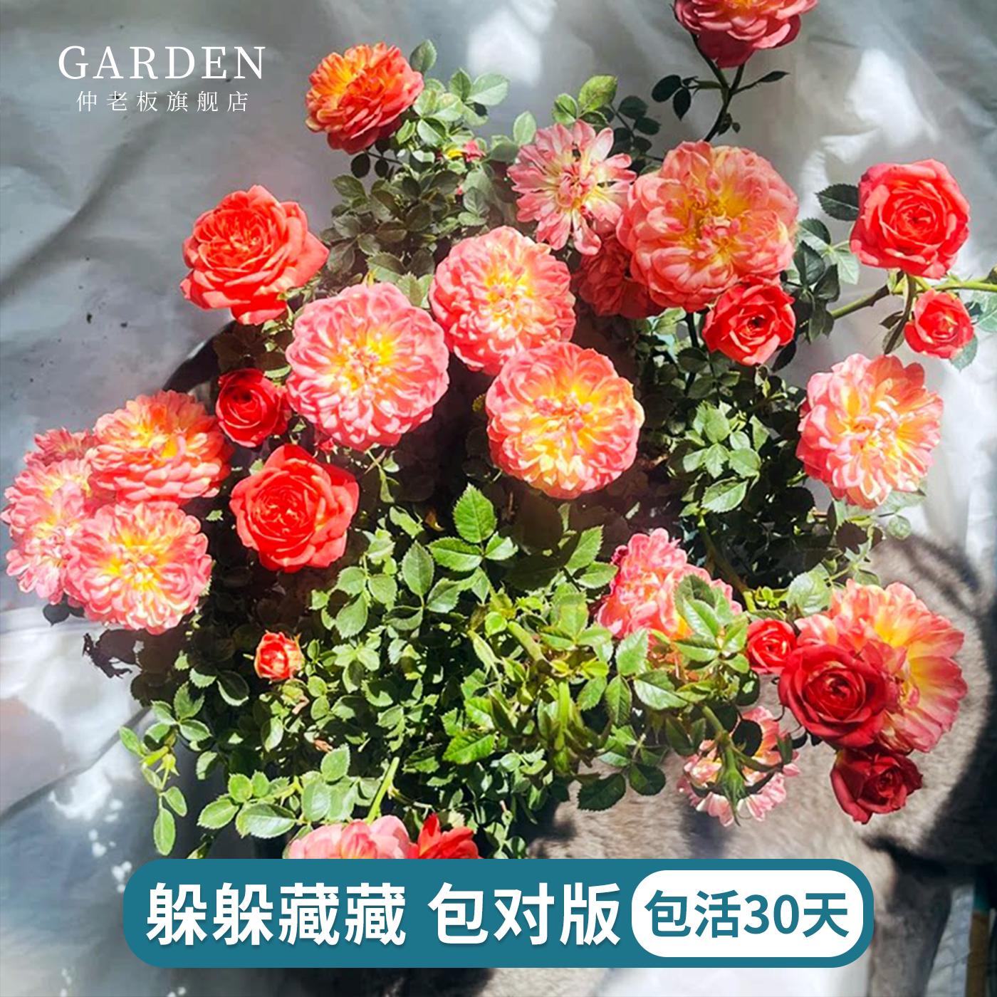 躲躲藏藏微型丰花灌木月季阳台盆栽月季开花机器捉迷藏迷你多季开