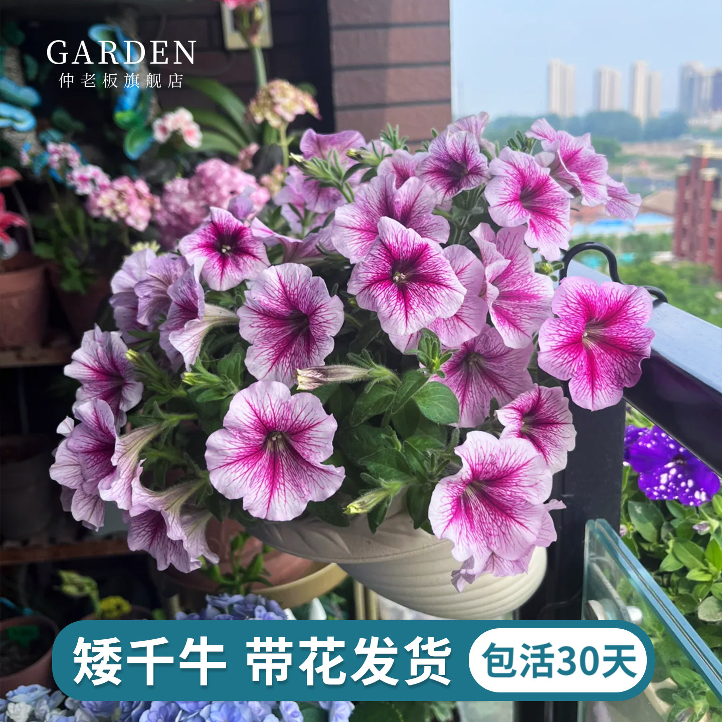 重瓣矮牵牛盆栽带花星空大苗花卉