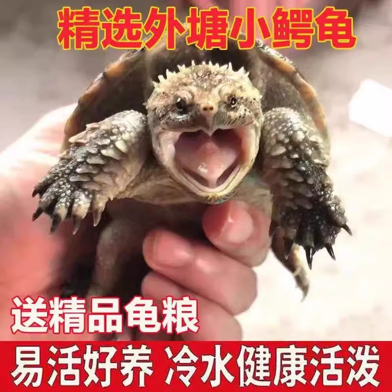 纯正鳄龟原种鳄龟北美杂佛霸气