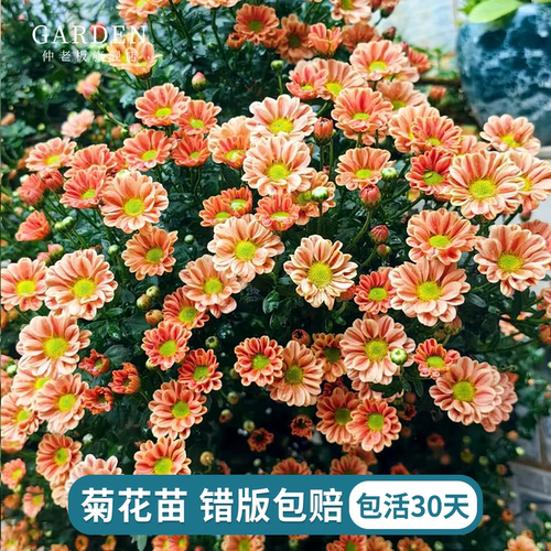进口雏菊花苗宿根植物花苗切花菊
