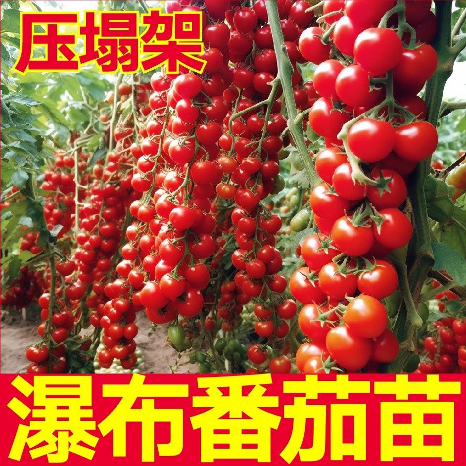 爆甜压塌架珍珠瀑布番茄苗秧千禧粉贝贝樱桃小柿子串收丰产带土球