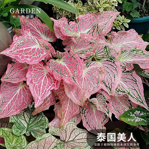 彩叶芋盆栽大球观叶植物好养活