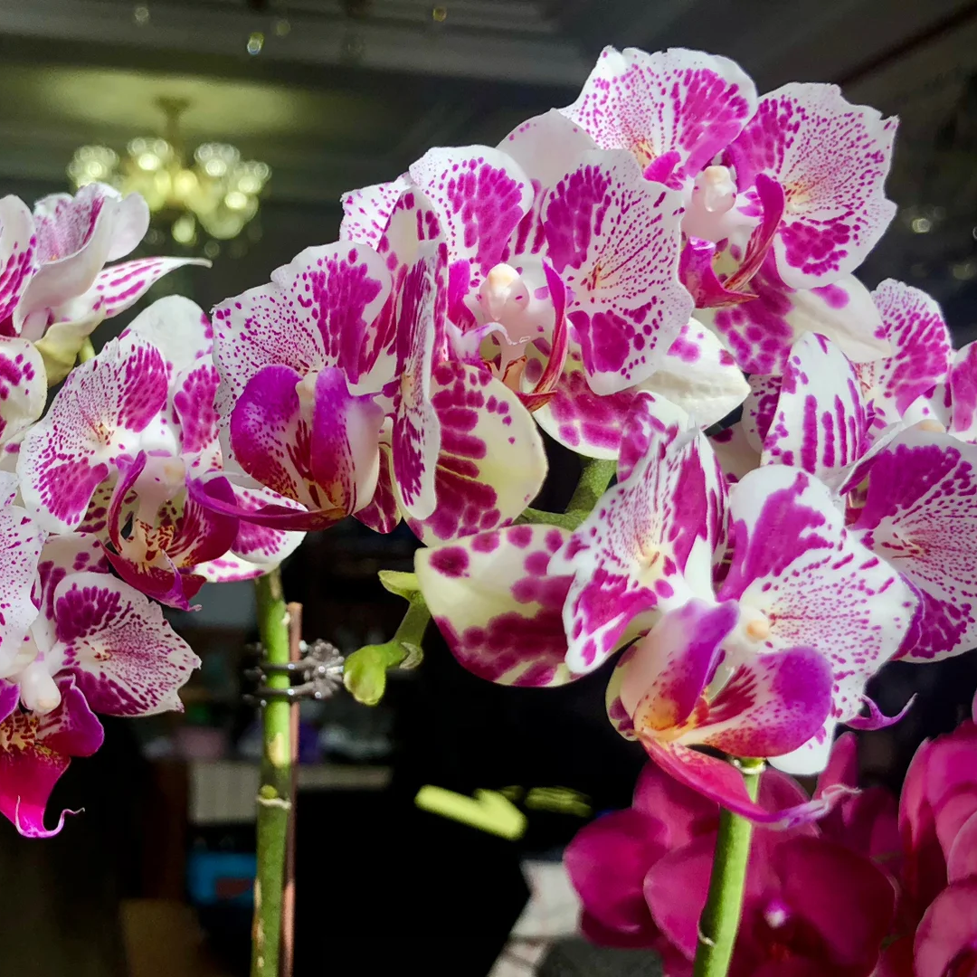 小公主蝴蝶兰花苗带花剑带花苞盆栽大苗花卉四季好养客厅室内植物