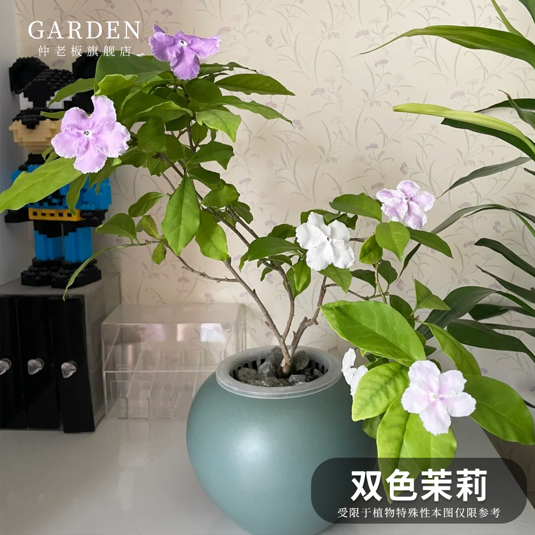 双色茉莉盆栽 双色花苗 鸳鸯茉莉花 阳台室内外盆栽 芳香花卉包邮