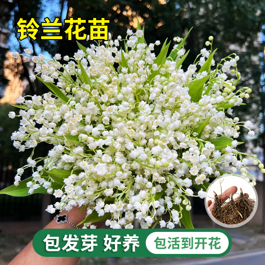 铃兰花苗带芽带根盆栽植物种球耐寒室内外花卉绿植四季开玲郁金香,鲜花速递/花卉仿真/绿植园艺,时令草本花卉,淘宝优惠券,粉丝福利购,淘宝优惠卷